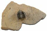 Spiny Leonaspis Trilobite - Top Quality Preparation #339623-3